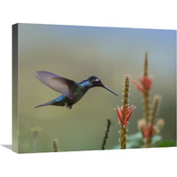 Magnificent Hummingbird male foraging, Costa Rica-Canvas Art-24&quotx20"