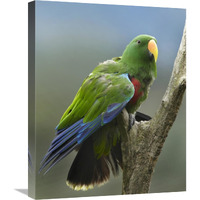 Eclectus Parrot male, Jurong Bird Park, Singapore-Canvas Art-20"x24"