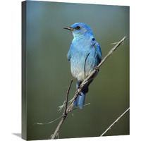 Mountain Bluebird perching on twig, North America-Canvas Art-18&quotx24"