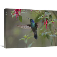 Green Violet-ear hummingbird foraging, Costa Rica-Canvas Art-24"x18"