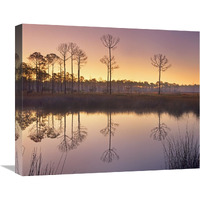 Pineland at Piney Point near Hagen"s Cove, Florida-Canvas Art-22"x18.04"