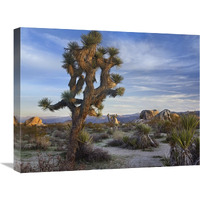 Joshua Tree, Joshua Tree National Park, California-Canvas Art-24"x18"