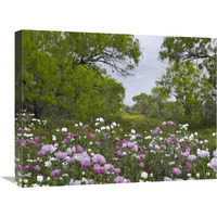 Long Pricklyhead Poppy field near Christine, Texas-Canvas Art-24"x18"