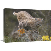 Bobcat mother and kitten in snowfall, North America-Canvas Art-24"x18"