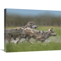 Gray Wolf pair running through water, North America-Canvas Art-24"x18"