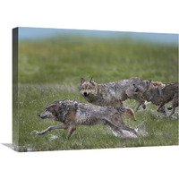 Gray Wolf trio running through water, North America-Canvas Art-24"x18"