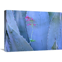 Agave and Parry"s Penstemon close up, North America-Canvas Art-24"x18"