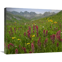 Indian Paintbrush meadow at American Basin, Colorado-Canvas Art-24"x20"