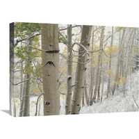 Aspens with snow, Gunnison National Forest, Colorado-Canvas Art-24"x18"