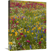 Drummond"s Phlox and Bluebonnet near Westhoff, Texas-Canvas Art-18"x24"