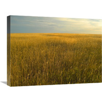 Upper prairie in Badlands National Park, South Dakota-Canvas Art-24&quotx18"