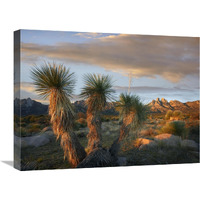 Yucca and Organ Mountains near Las Cruces, New Mexico-Canvas Art-24&quotx18"