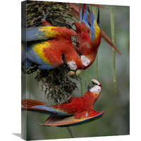 Scarlet Macaw trio feeding on palm fruits, Costa Rica-Canvas Art-18"x24"