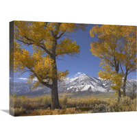 Cottonwood trees, fall foliage, Carson Valley, Nevada-Canvas Art-24"x18"