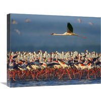 Lesser Flamingo flying over flock, Lake Nakuru, Kenya-Canvas Art-24"x20"