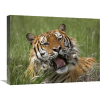 Siberian Tiger yawning, endangered, native to Siberia-Canvas Art-24&quotx18"