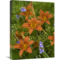 Orange Daylily with Virginia Spiderwort North America-Canvas Art-18&quotx24"