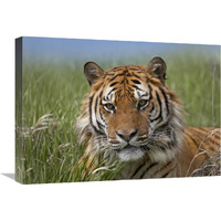 Siberian Tiger portrait, endangered, native to Siberia-Canvas Art-24"x18"