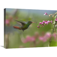 Rufous-tailed Hummingbird hovering near flower, Ecuador-Canvas Art-24"x18"