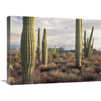 Safford Peak and Saguaro Saguaro National Park, Arizona-Canvas Art-24"x18"