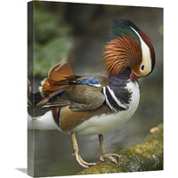 Mandarin Duck male preening, Jurong Bird Park, Singapore-Canvas Art-18"x24"