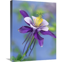 Colorado Blue Columbine close up of bloom, North America-Canvas Art-18"x24"