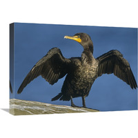 Double-crested Cormorant drying its wings, North America-Canvas Art-24"x18"