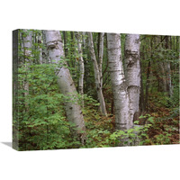 Birch forest, Pictured Rocks National Lakeshore, Michigan-Canvas Art-24&quotx18"