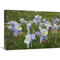 Colorado Blue Columbine flowers, American Basin, Colorado-Canvas Art-24&quotx18"