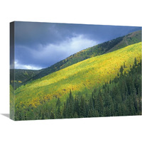 Aspen forest, Maroon Bells, Snowmass Wilderness, Colorado-Canvas Art-24"x18"