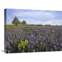 Bluebonnet and Lemon Paintbrush meadow near Albany, Texas-Canvas Art-24&quotx18"