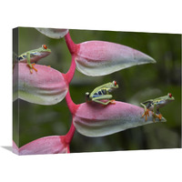 Red-eyed Tree Frog three sitting on Heliconia, Costa Rica-Canvas Art-24&quotx18"