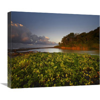 Lagoon near coastline, Corcovado National Park, Costa Rica-Canvas Art-22&quotx18.48"