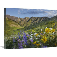 Larkspur and sunflowers, Albion Basin, Wasatch Range, Utah-Canvas Art-24&quotx18"