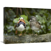 Mandarin Duck male and female, Jurong Bird Park, Singapore-Canvas Art-24&quotx18"