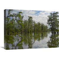 Bald Cypress swamp, Cypress Island, Lake Martin, Louisiana-Canvas Art-24&quotx18"