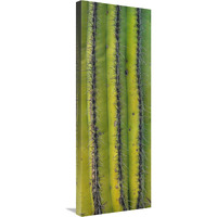 Saguaro cactus close up of trunk and spines, North America-Canvas Art-13.32"x36"