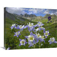 Colorado Blue Columbine meadow at American Basin, Colorado-Canvas Art-24"x20"