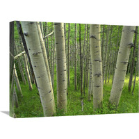 Aspen forest in spring, Gunnison National Forest, Colorado-Canvas Art-24&quotx18"