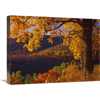 Autumn deciduous forest, Shenandoah National Park, Virginia-Canvas Art-24"x18"