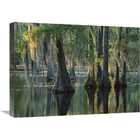 Bald Cypress swamp, Sam Houston Jones State Park, Louisiana-Canvas Art-24"x18"