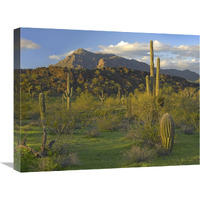 Saguaro Picacho Mountains, Picacho Peak State Park, Arizona-Canvas Art-24"x18"