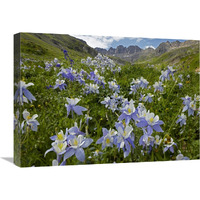 Colorado Blue Columbine flowers in American Basin, Colorado-Canvas Art-24"x18"