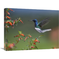 White-necked Jacobin hummingbird, male foraging, Costa Rica-Canvas Art-24"x18"