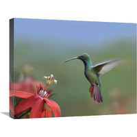 Green-breasted Mango hummingbird, male foraging, Costa Rica-Canvas Art-24"x20"