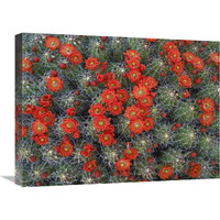 Claret Cup Cactus detail of flowers in bloom, North America-Canvas Art-24"x18"