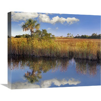 Cabbage Palm in wetland, Fakahatchee State Preserve, Florida-Canvas Art-22"x18.26"