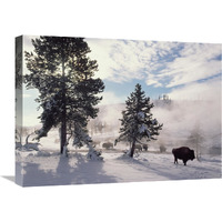 American Bison in winter, Yellowstone National Park, Wyoming-Canvas Art-24"x18"