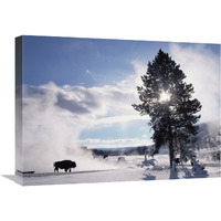 American Bison in winter, Yellowstone National Park, Wyoming-Canvas Art-24"x18"