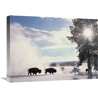 American Bison in winter, Yellowstone National Park, Wyoming-Canvas Art-24"x18"